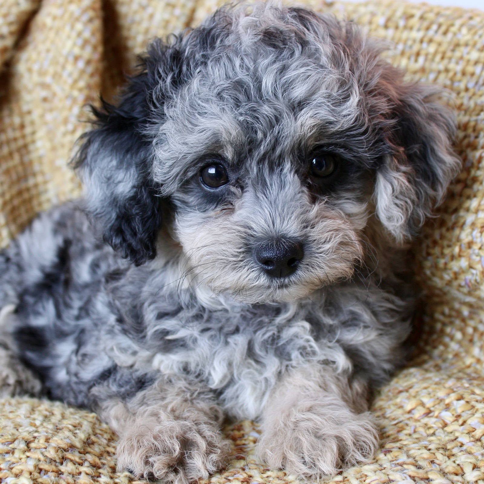 Cooper — AKC Mini Poodle