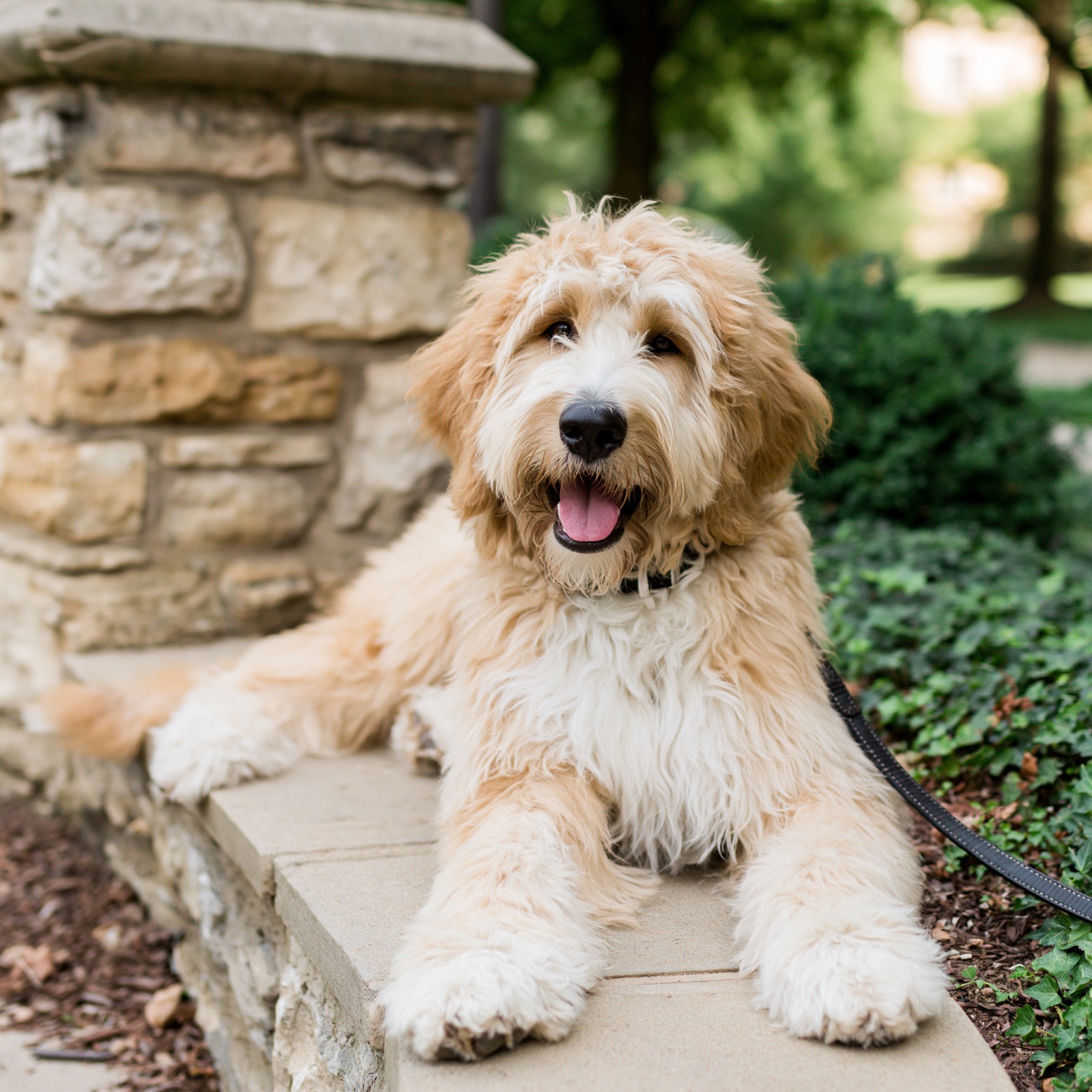 Duke — F1 Goldendoodle