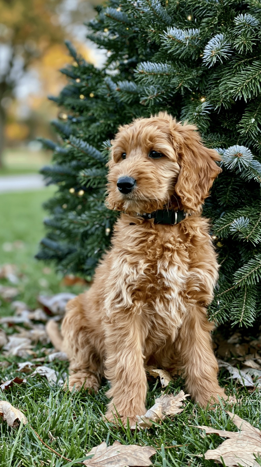 A River Road Doodles goldendoodle puppy